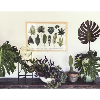 Moldura Transparente Leaves Guide