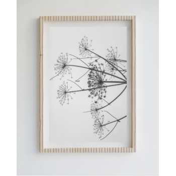 Painting Limited Edition Dandelion