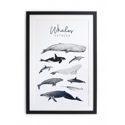 Cuadro moldura negra 60x40 Whales